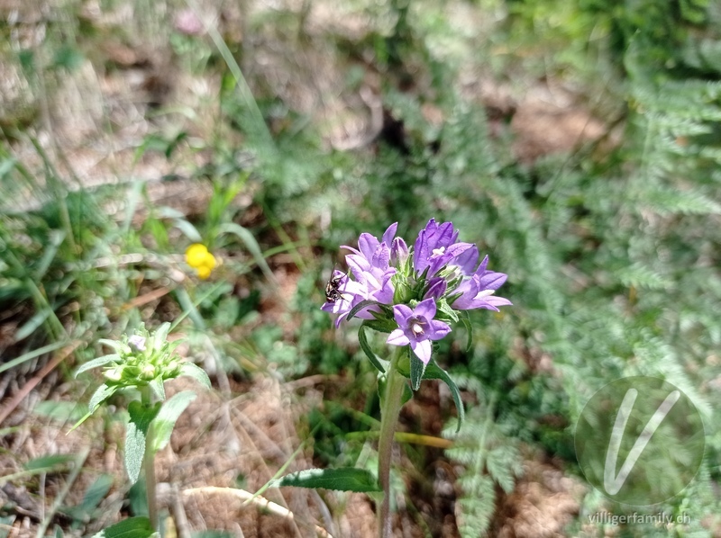 Mehlige Knäuel-Glockenblume: Übersicht